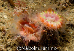 Two Devonshire Cup Corals...   by Malcolm Nimmo 